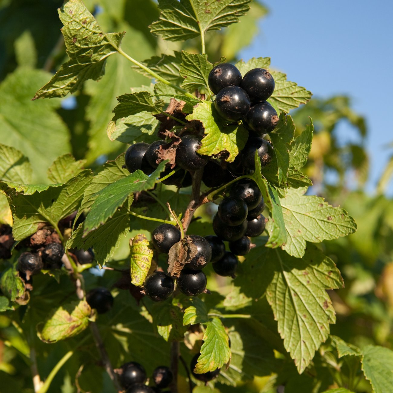 Obrázok Ríbezľa čierna (Ribes nigrum) ´TITANIA´ - výška 40-60 cm, stredne skorá - voľnokorenná - KRÍKOVÁ